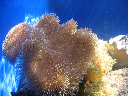 coral.jpg (51760 bytes)